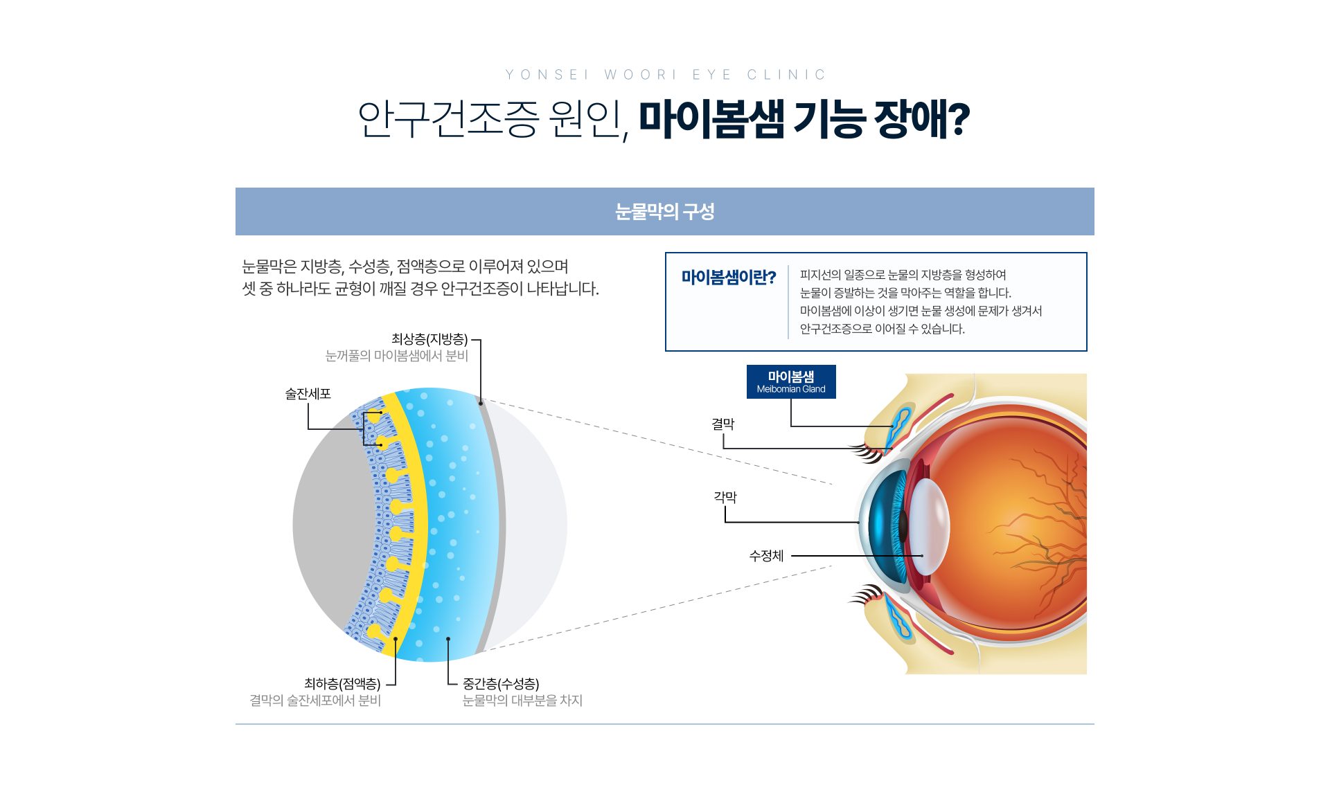 마이봄샘과 눈물막의 구조 — 기존 설명 그림